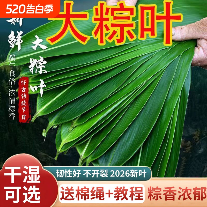 粽子叶棕叶新鲜大号包粽子专用的叶子商用批发干粽叶大鲜粽叶真空