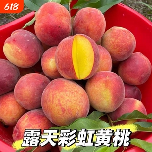 彩虹黄桃红皮黄桃现摘新鲜毛桃桃子当季水果孕妇批发脆桃红皮黄桃