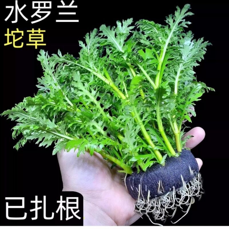 精品水罗兰坨草水草植物鱼缸造景阴性增氧水中新手淡水草净水耐阴