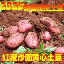 云南特产高山红应季 新鲜红皮黄心土豆老品种高原产地直达现挖