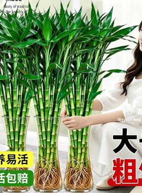 特大富贵竹水培植物节节高招财粗杆绿植室内盆栽观音竹带根发财竹