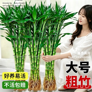特大富贵竹水培植物节节高招财粗杆绿植室内盆栽观音竹带根发财竹