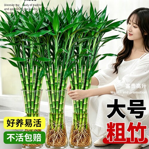 特大富贵竹水培植物节节高招财粗杆绿植室内盆栽观音竹带根发财竹