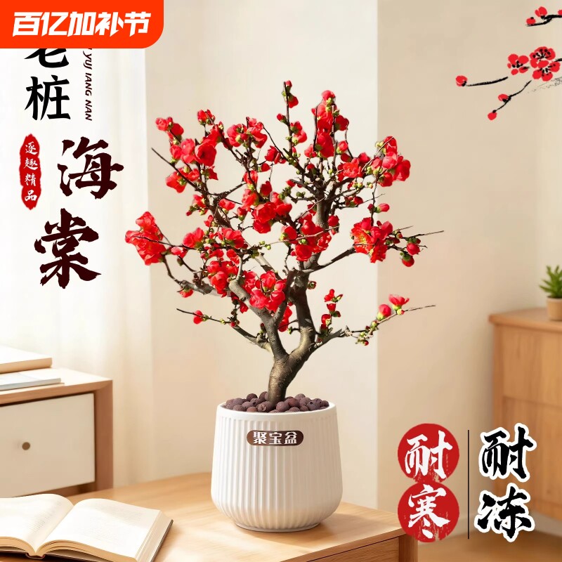 海棠花盆栽老桩树苗四季庭院开花植物耐寒耐冻花卉懒人适合养的花