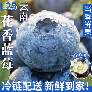 整箱大果新鲜发 云南高山蓝莓花香特大新鲜水果现摘L25应季