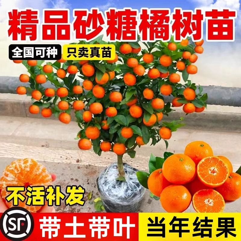 沙糖桔树苗地栽盆栽南方北方种植橘子树苗柑桔果树果苗嫁接砂糖橘