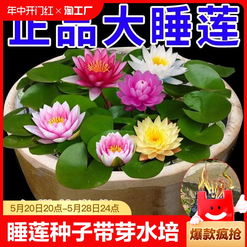 遇水就活】池塘睡莲花七彩睡莲根块带芽四季水培庭院碗莲睡莲花苗