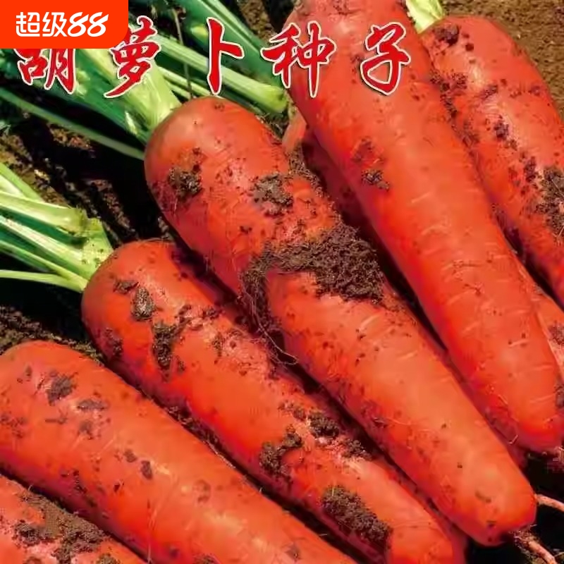 三红九寸红胡萝卜种子四季胡萝卜的红萝卜兔子草种籽子水果种植