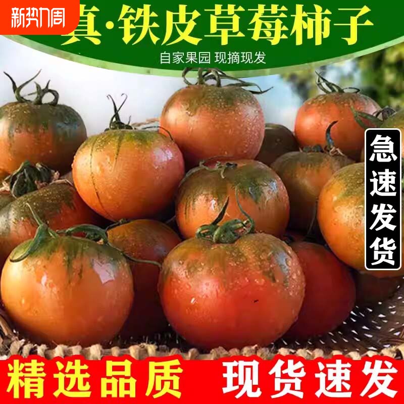 草莓柿子丹东西红柿新鲜自然熟铁皮柿子盘锦碱地生吃水果绿腚番茄