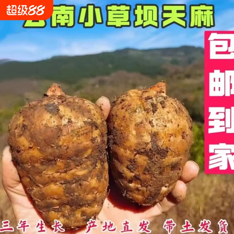 天麻新鲜仿野生天麻特级正宗云南昭通小草坝新鲜天麻500g头晕痛