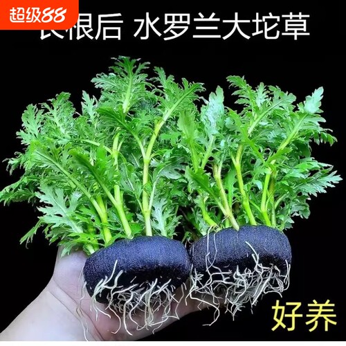水罗兰大坨基四季鱼缸装饰营养底座鱼池种植沉底水草躲避造景增氧