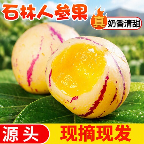石林人参果树上熟风化石新鲜应季整箱果水果黄肉圆果包邮现摘源头