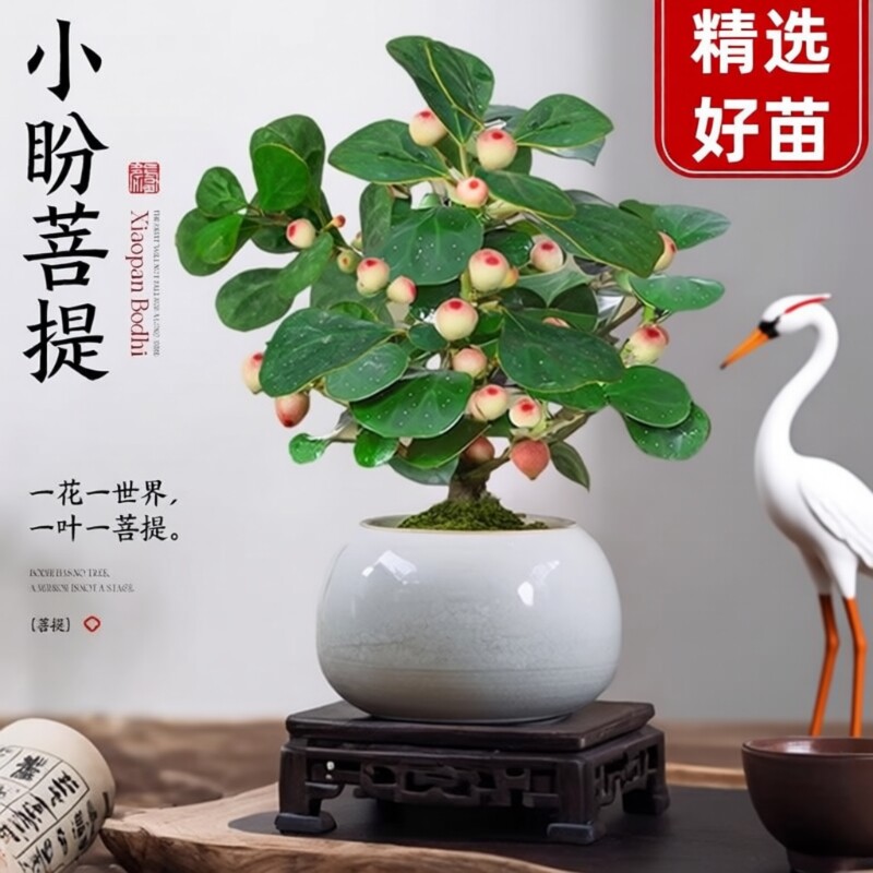 菩提树盆景小盼菩提盆栽禅意小盆栽室内绿植客厅乔木办公桌造型
