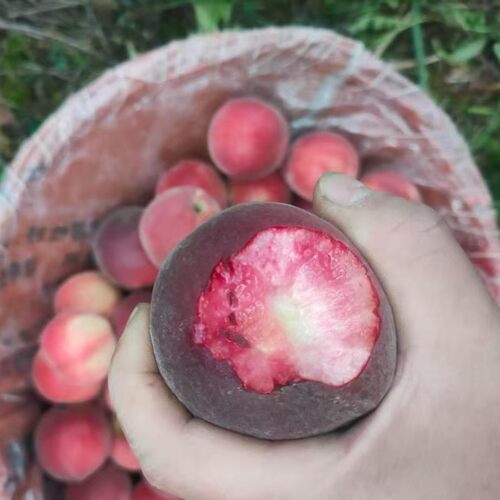 现摘血桃脆甜可口青花素含量高