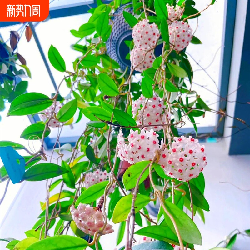 球兰花盆栽大苗垂吊铃兰带花花卉室内爬藤绿植物吊兰多肉客厅开花