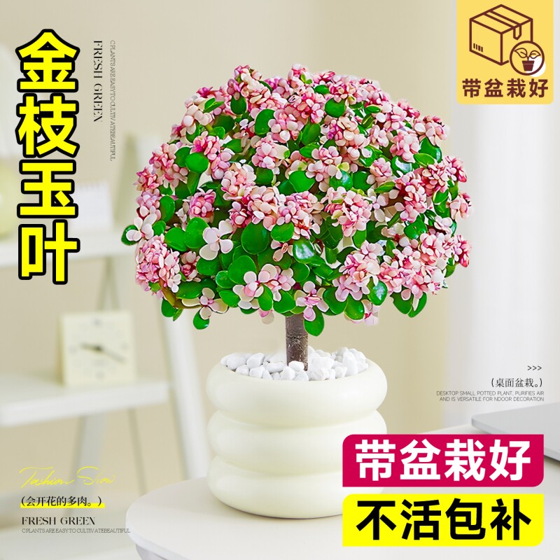 精品金枝玉叶多肉植物老桩招财小盆景室内花卉阳台桌面办公桌开花