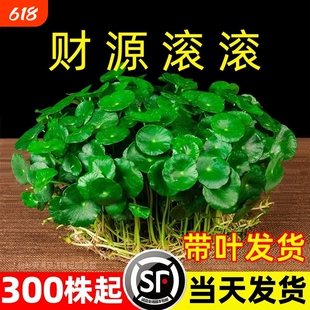大叶铜钱草水培绿植物专用花盆栽金钱草室内外水好养易活种子造景