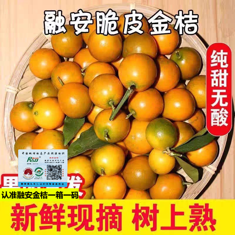 顺丰发货正宗广西脆皮金桔新鲜桔子融安滑皮金桔应当季水果孕妇