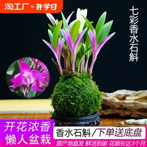 七彩香水石斛兰花四季开好养绿植浓香型石斛改善睡眠绿植净化空气