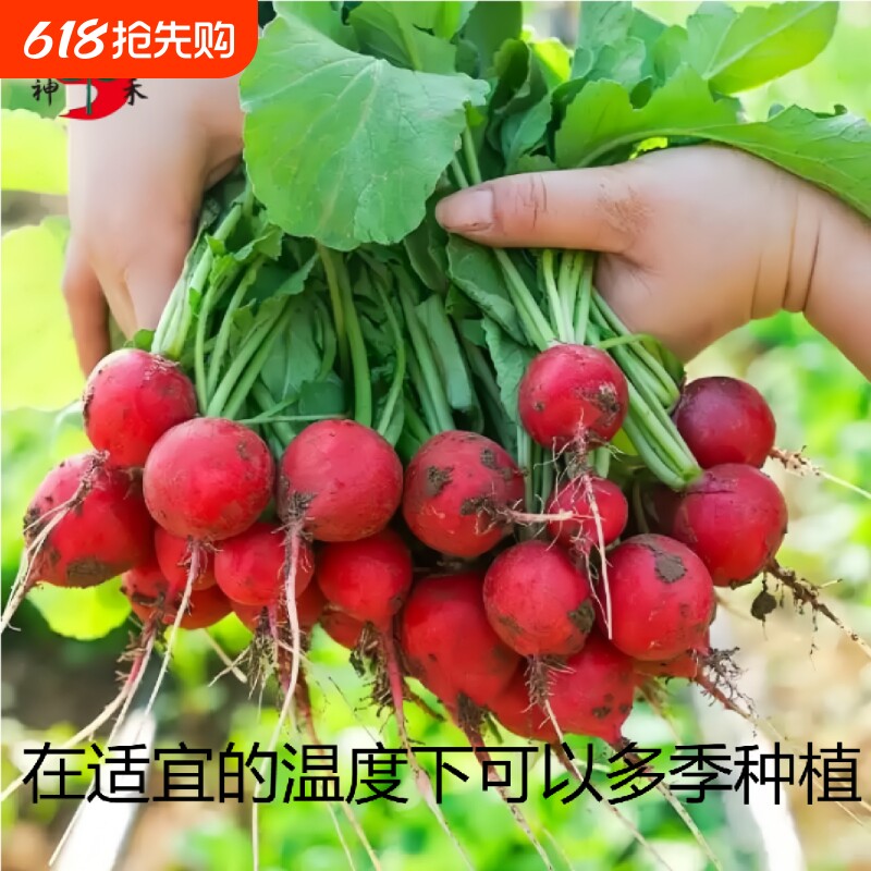 樱桃萝卜种子水果萝卜多季播种易活樱桃萝卜种籽阳台盆栽蔬菜种孑