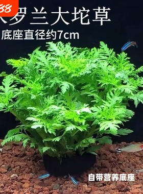 水罗兰坨草鱼缸造景水草绿植阴性后景净水增氧水草新手懒人好养活