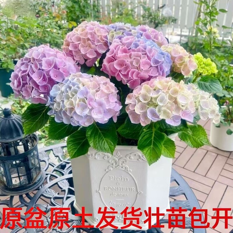 大花绣球苗四季开花无尽夏盆栽花卉绿植物好养耐寒老桩室外阳台