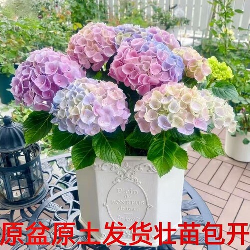 大花绣球苗四季开花无尽夏盆栽花卉绿植物好养耐寒老桩室外阳台