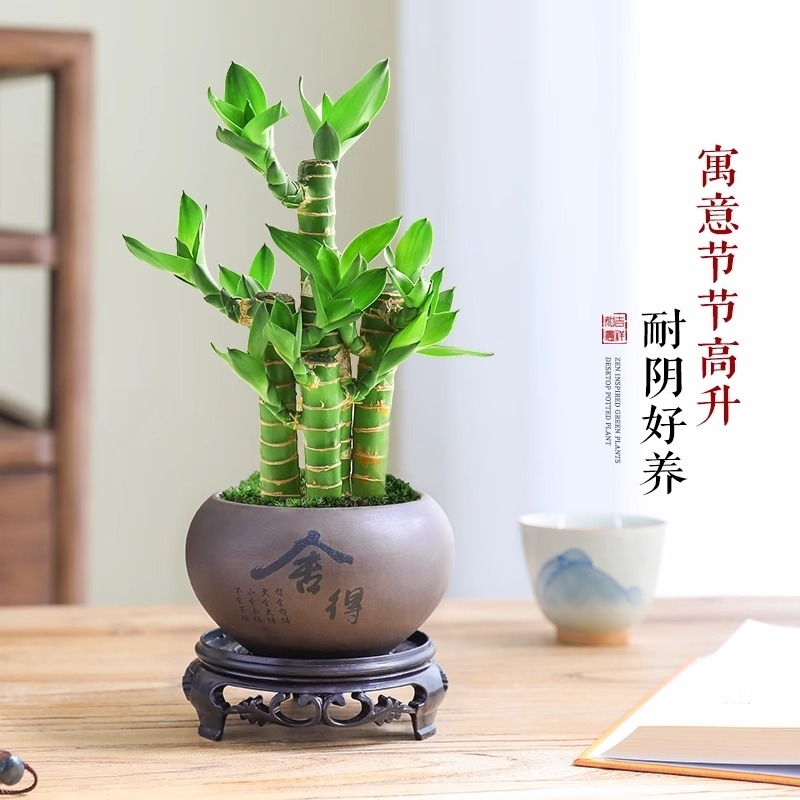 荷花竹盆栽富贵竹水培客厅办公室植物净化空气吸甲醛绿植好养造景