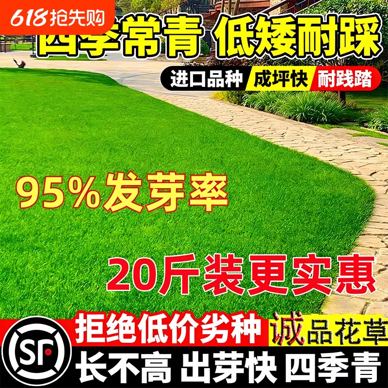 草坪草籽矮生护坡狗牙根四季青边坡绿化固土黑麦草狗牙根草坪种子