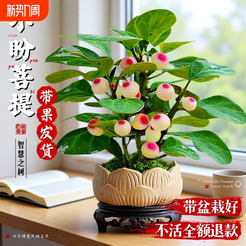 小盼菩提盆栽带果办公室内客厅绿植桌面老桩盆景摆件好养阳台果实