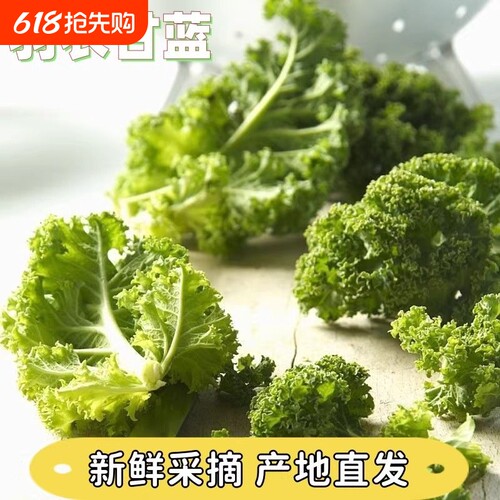 羽衣甘蓝新鲜嫩叶美味营养下饭菜鲜嫩当季蔬菜沙拉凉拌甘兰