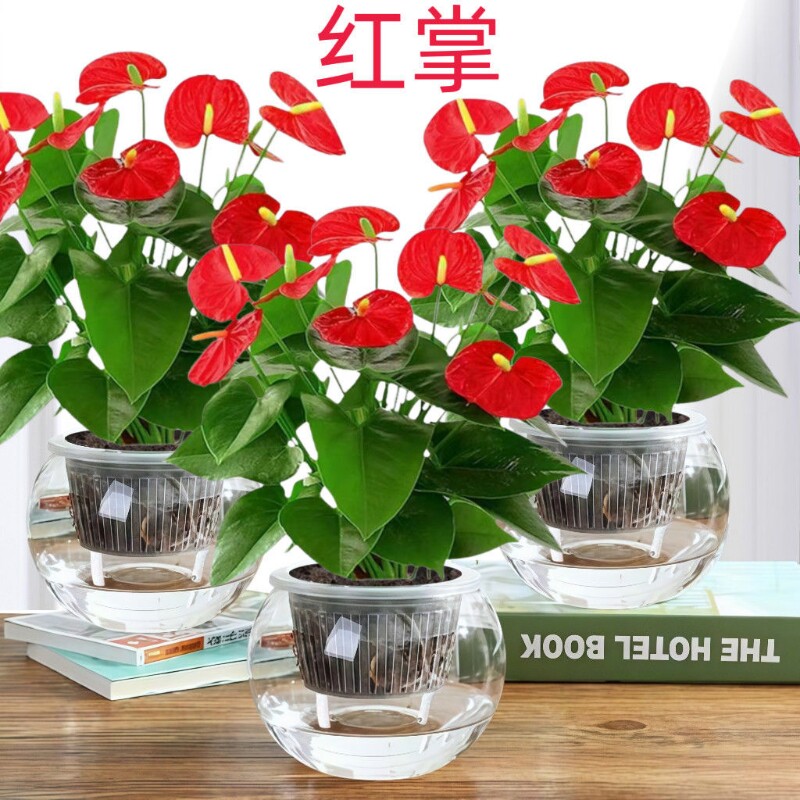 红掌水培盆栽花卉植物粉掌室内一帆风顺好养鸿运当头绿植