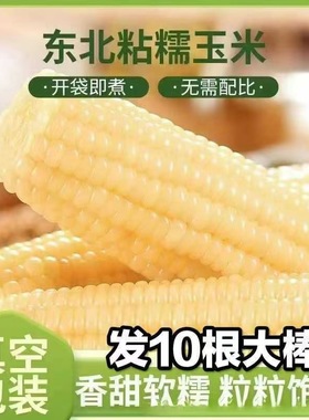 东北白糯玉米10支大棒白粘苞米黏糯新鲜玉米真空包装产地直发
