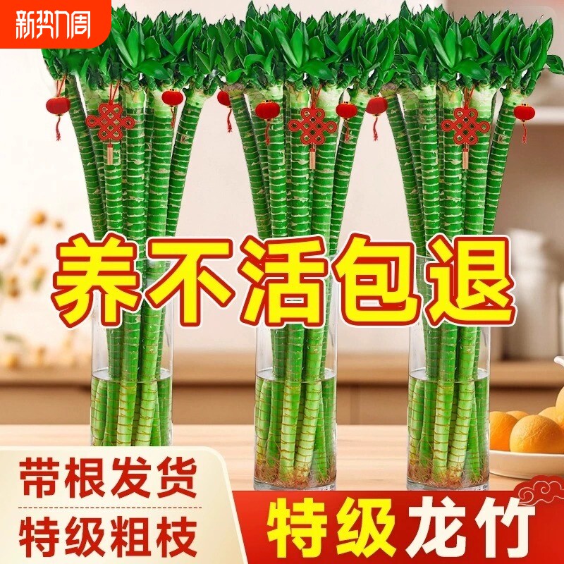 带根文昌竹龙竹观音竹转运竹富贵竹绿植水养客厅室内盆栽水培植物