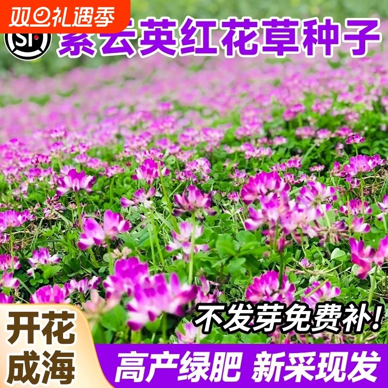 紫云英种子红花草四季蜜源高产绿肥养蜂牧草食用野菜播种蜂蜜开花