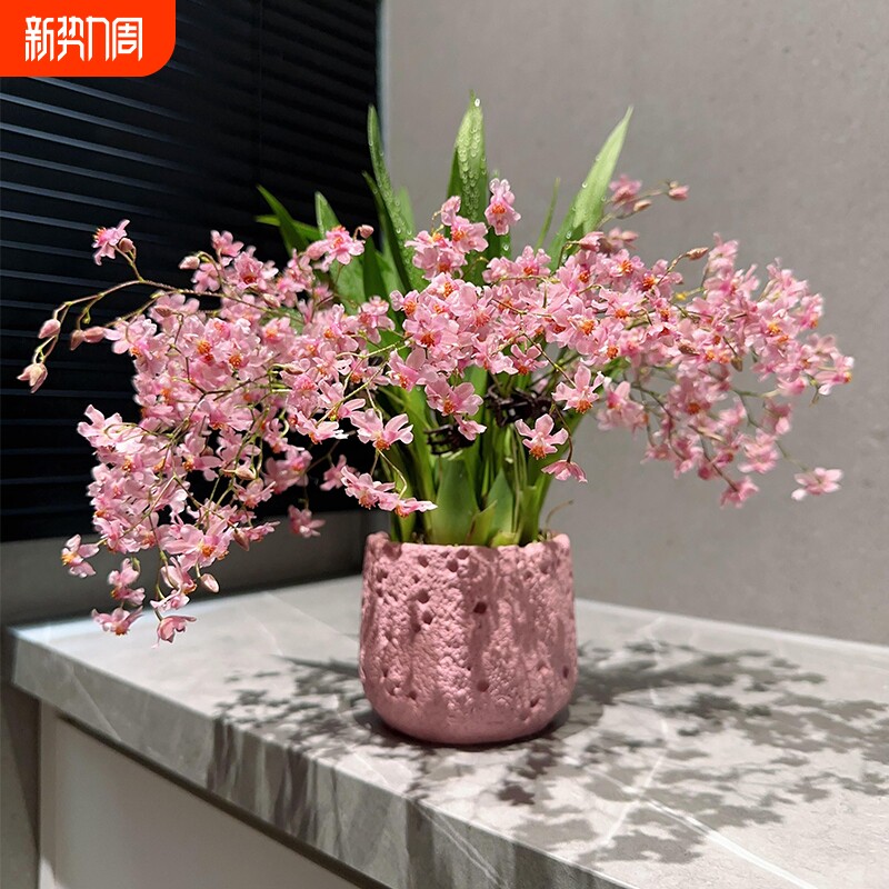 文心兰花苗四季开花冬带花水培苔藓球室内花卉盆栽绿植冬季客厅