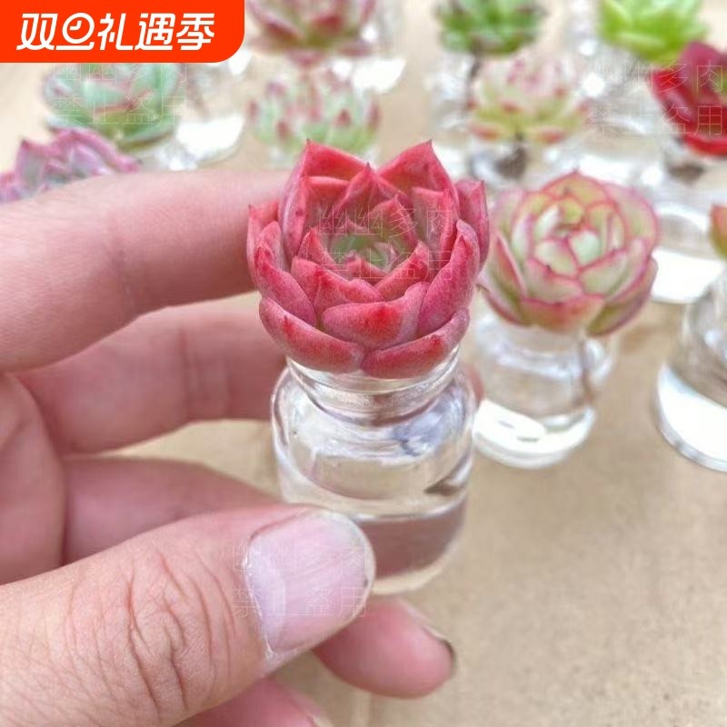 超萌迷你水培多肉植物盆栽无土多肉新手套餐办公室桌面懒人花卉