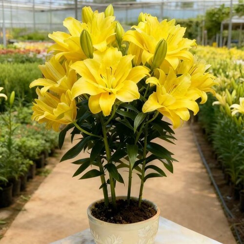 新品进口矮化多头重瓣浓香香水百合种球盆栽阳台耐寒