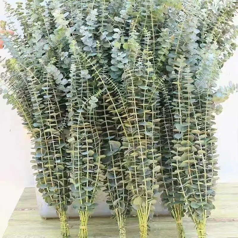 尤加利叶新鲜百搭配草鲜花水养可以做干花办公室摆件配花水培客厅图片
