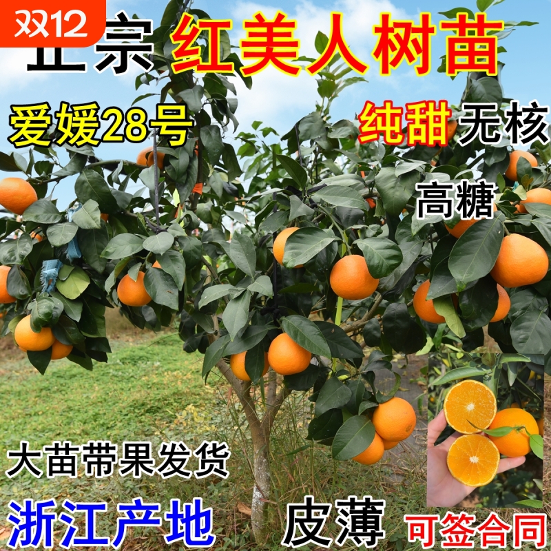 正宗象山红美人树苗爱媛28号橘子苗嫁接红美人柑橘苗带果带土包邮