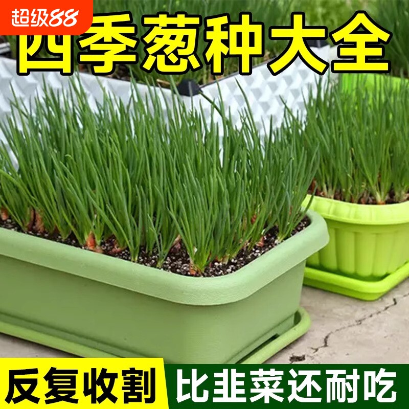 小香葱籽葱小葱种子四季阳台室内盆栽家庭菜种子三叉发芽玉米茼蒿