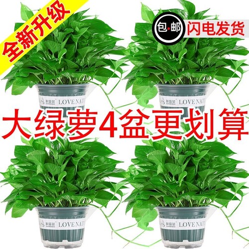 绿萝盆栽室内长藤大叶植物吸除甲醛净化空气水培花卉垂吊绿箩绿植