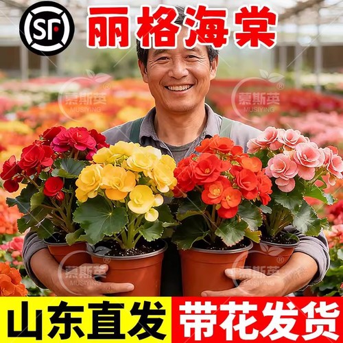 重瓣大花丽格海棠花盆栽带花苞开花玫瑰玻璃海棠室内阳台花卉鲜花