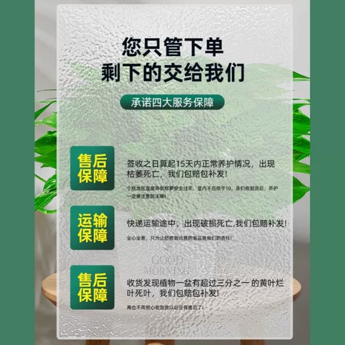 Зеленый горшечный посаженный корменный фундамент очищающий воздух в помещении.