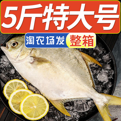新鲜金鲳鱼鲜活冷冻特大金昌鱼平鱼海昌白鲳鱼深海海鲜水产