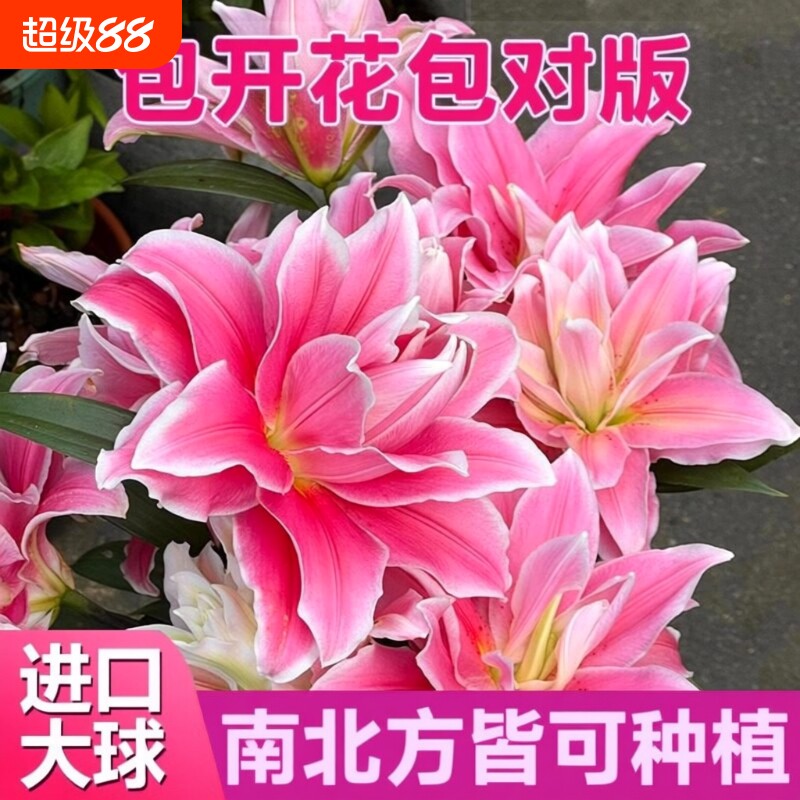 冰美人百合盆栽种球|千人加购图片