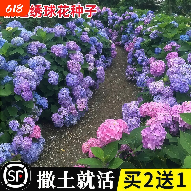 绣球花种籽子适合室外播种四季开花卉多年生盆栽庭院种植混色花籽