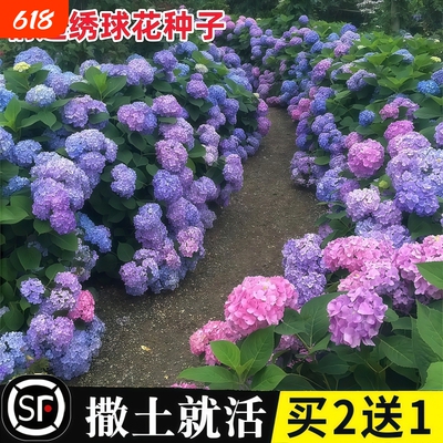 绣球花种籽子适合室外播种四季开花卉多年生盆栽庭院种植混色花籽