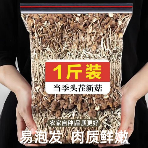 古田特产头茬茶树菇不开伞真嫩菇