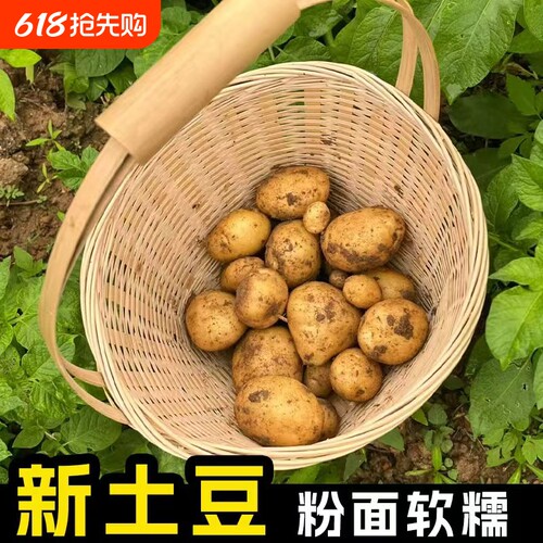 今年当季新鲜现挖黄心土豆